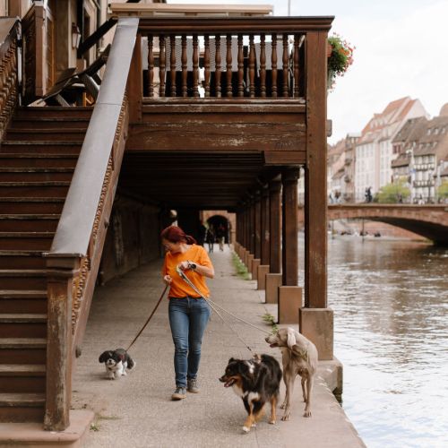 Patchguard, Garderie pour Chien et Dog Sitting